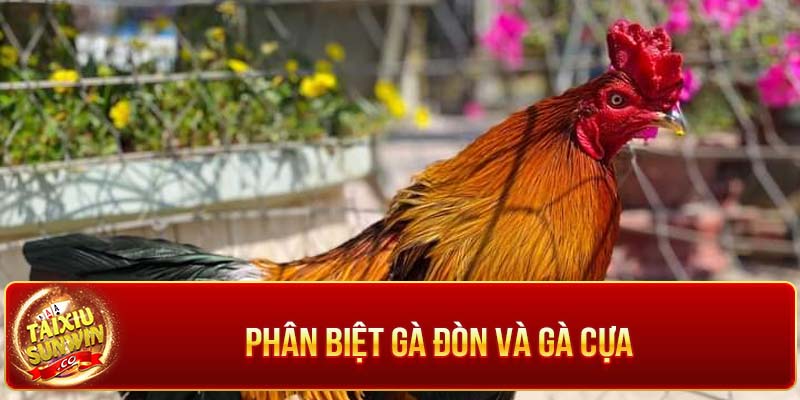 Phân biệt gà đòn Việt Nam và gà cựa
